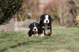 GRAND BOUVIER SUISSE 032